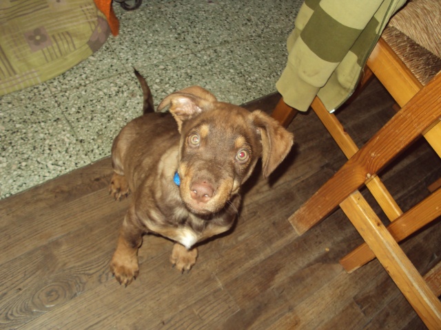 shar-peï X de 3 mois Expres16