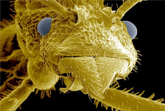Les gros plans incroyables de ttes d'insectes Fourmi10