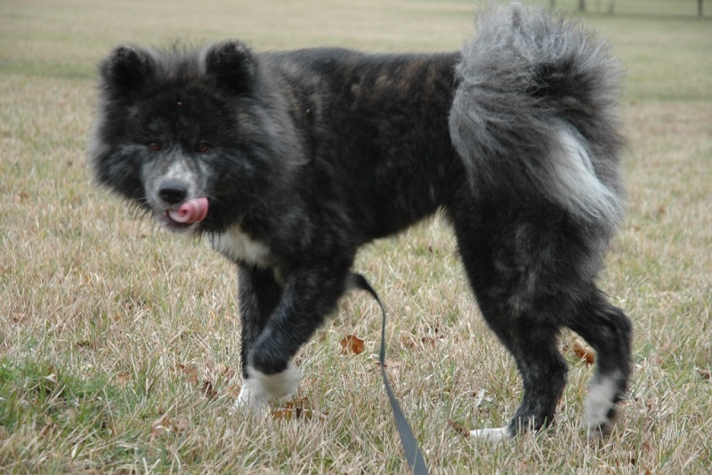 F'Sujin Akita inu poil long 3ans, ASSO Akita Home Dept 44 ADOPTE 31_01_13