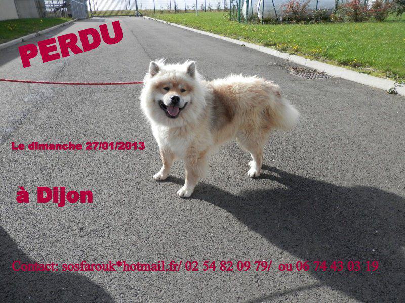 Farouk eurasier (m) 2010/ sociable femelles ok chats REF:41 ADOPTE 71823_10