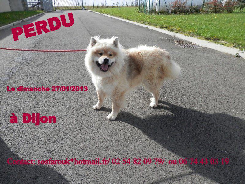 eurasier - Farouk eurasier (m) 2010/ sociable femelles ok chats REF:41  ADOPTE 71823_10