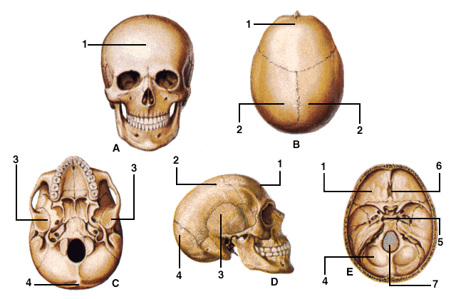 dans - FORUM 1 - 09/2009 ARNOLD CHIARI (syndrome-malformation A.C.) - CARACTERISTIQUES - SYMPTOMES - DESCRIPTIONS SOMMAIRES - syringomyélie - Arnold Chiari syndrome (malformation-AC) - FEATURES - SYMPTOMS - BRIEF DESCRIPTION - syringomyelia - Os_cra10