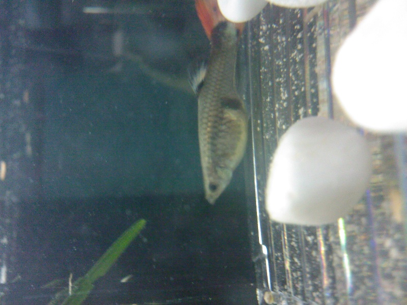 Bébé guppy Sp_a0612