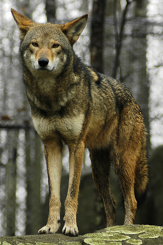 Wolf Pictures Ralf_910