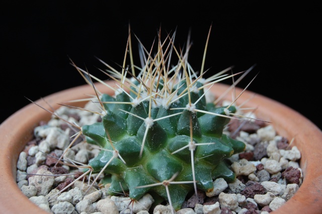 Mammillaria roseoalba Lau1170 - for Maurillio 2451-210