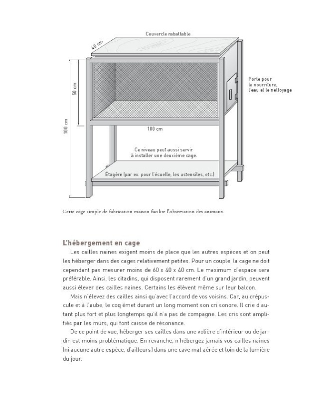 Tout sur les cailles Caille18