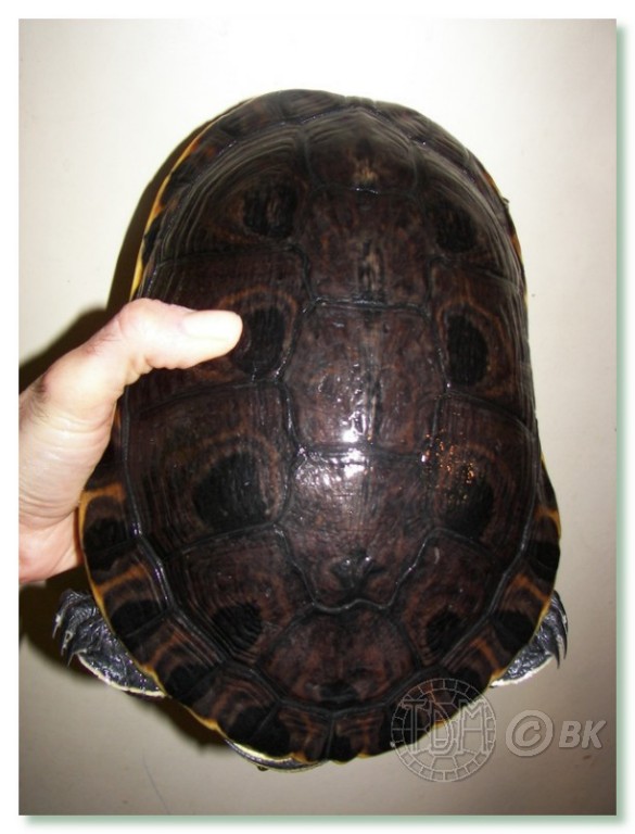 Trachemys emolli Eml0511