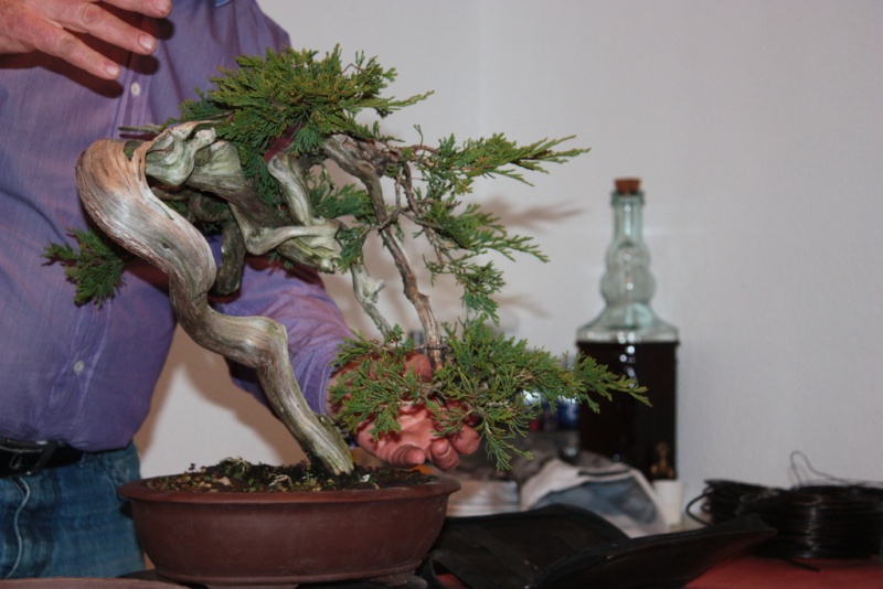 Exhibition Club Bonsai Muro and work of Jaume Canals 404410