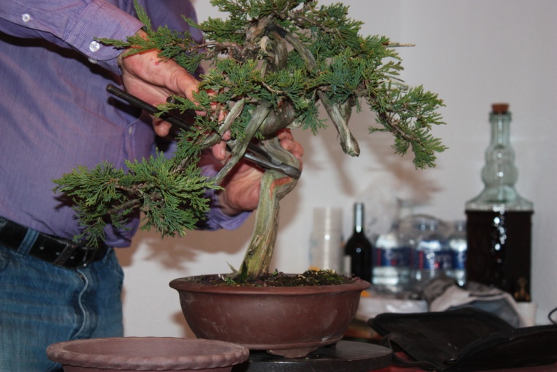 Exhibition Club Bonsai Muro and work of Jaume Canals 404610