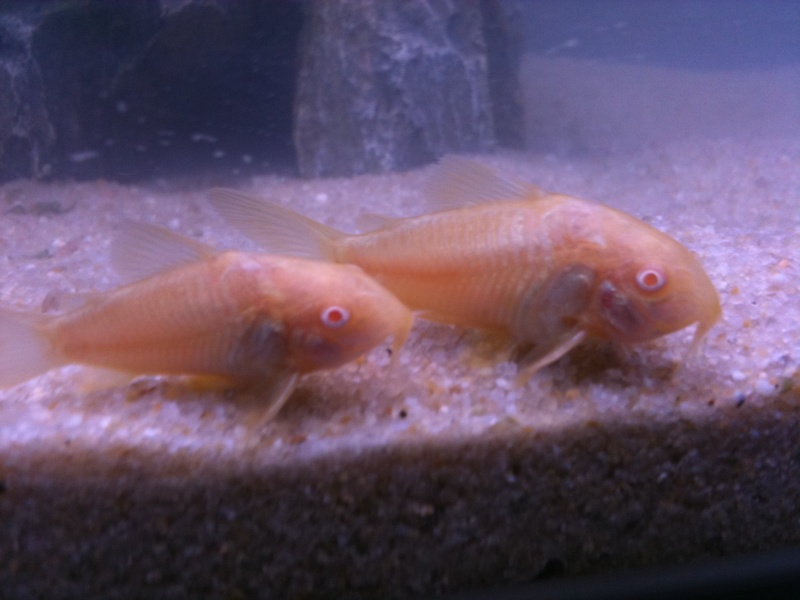 corydoras albinos male ou femelle Img_0012