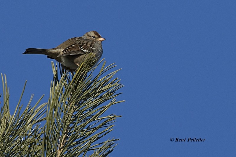 Le 5 janvier chez Françoiseaux Bruant10