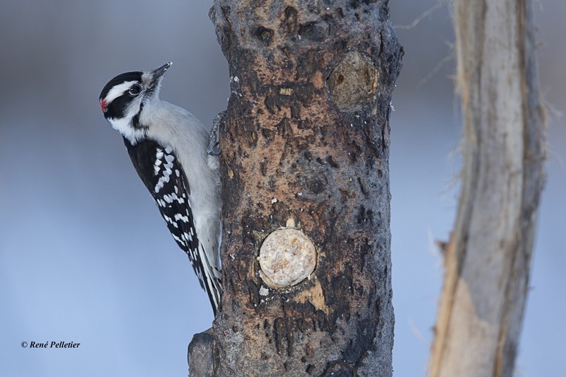 Le 5 janvier chez Françoiseaux Pic_mi10