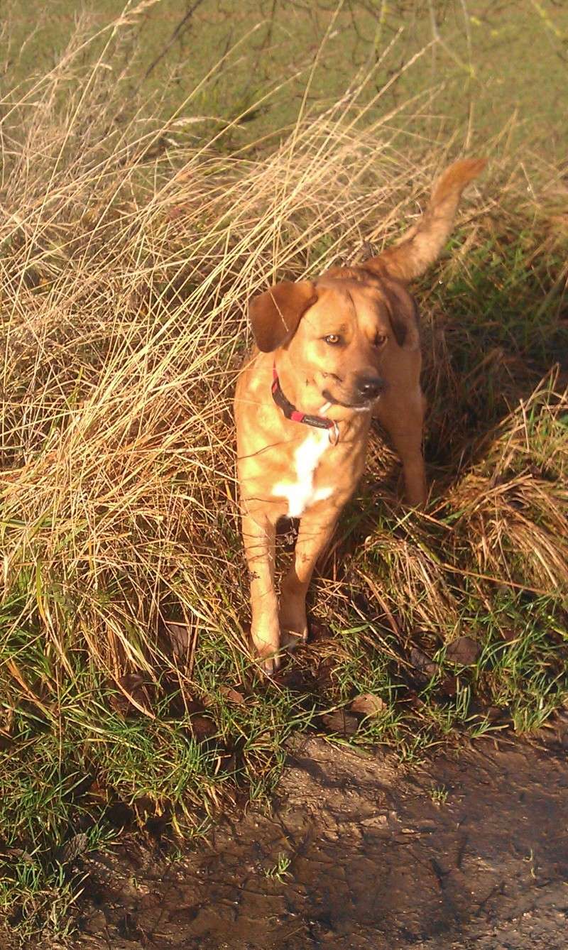 Genny Femelle croisée labrador fauve de 1 an Adoptée (60) - Page 2 Imag0711