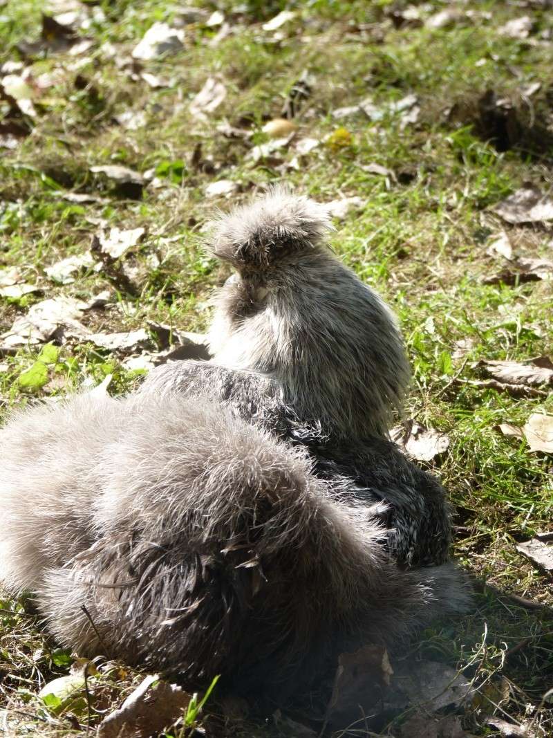 Mes quelques Poule Soie P1060614