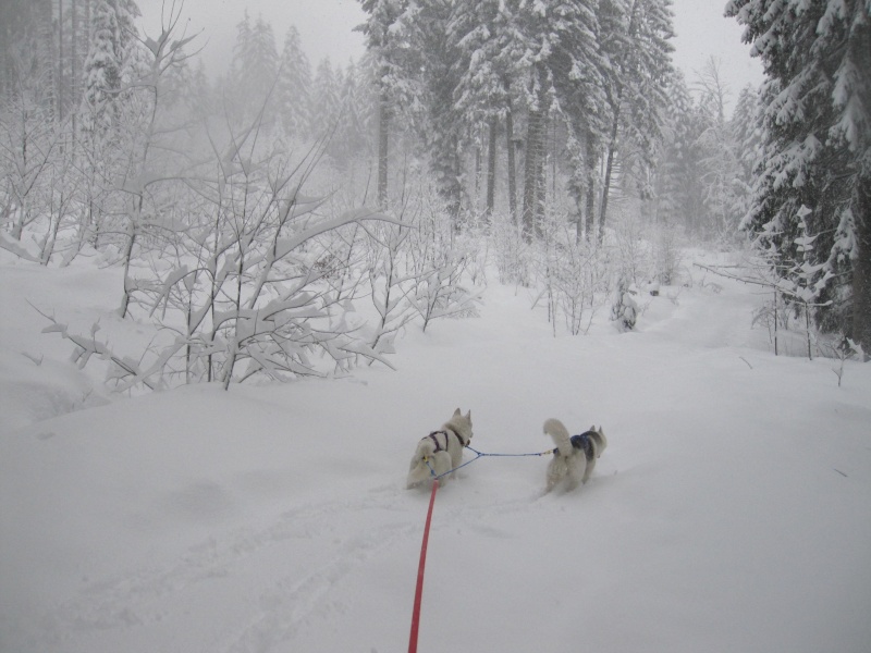 Ski-joering avec deux huskies 1214