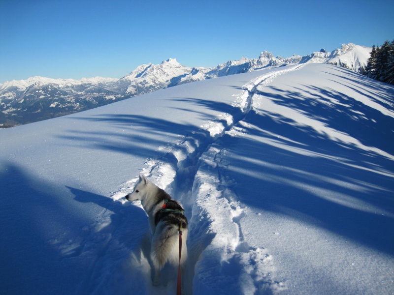 Nouvelles courses de Saskia dans la neige - Page 2 2313