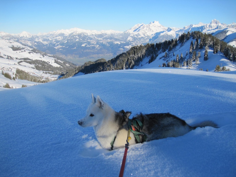 Nouvelles courses de Saskia dans la neige - Page 2 2512