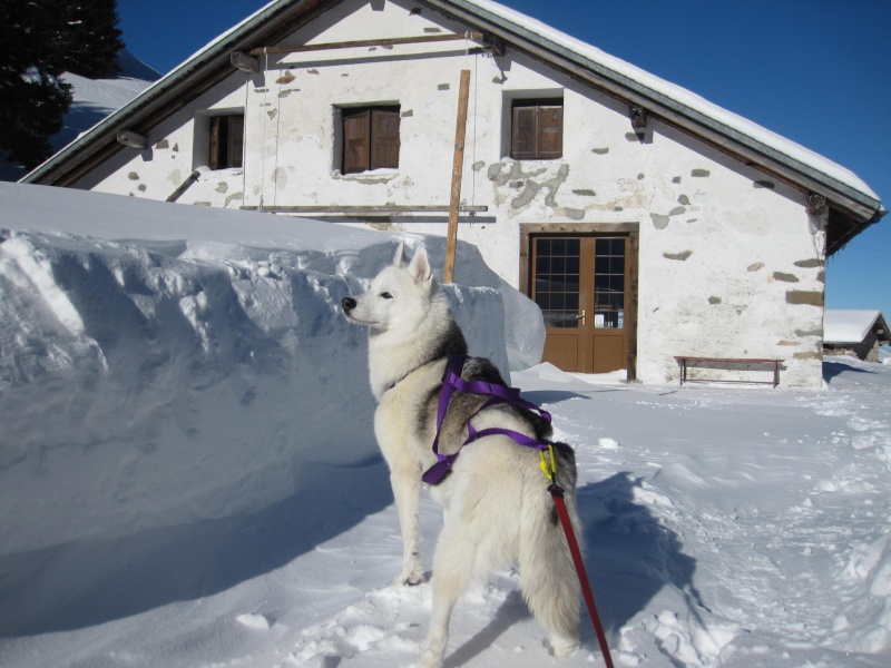 Nouvelles courses de Saskia dans la neige - Page 2 322