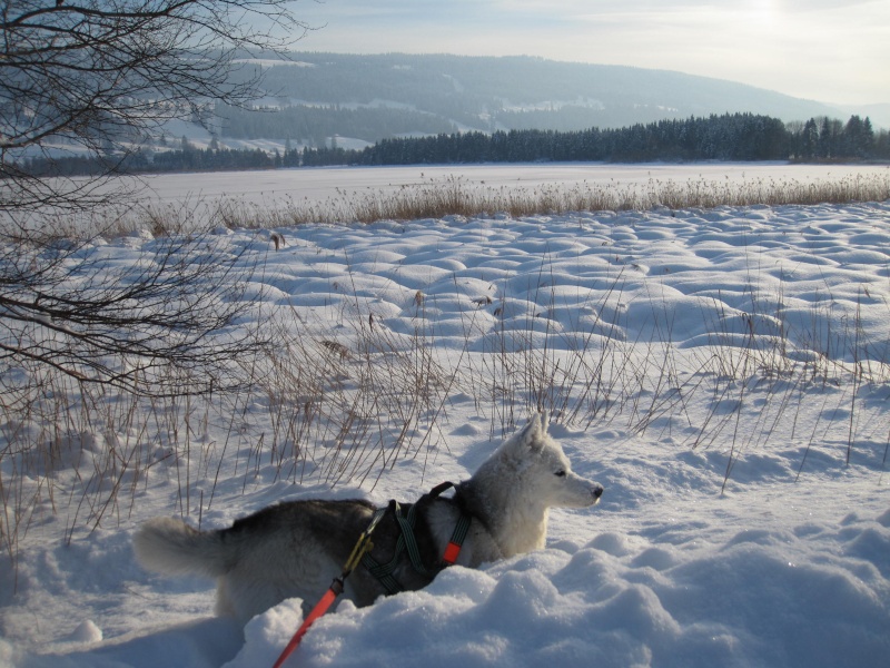 Nouvelles courses de Saskia dans la neige 3310