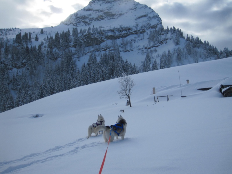 Ski-joering avec deux huskies 417