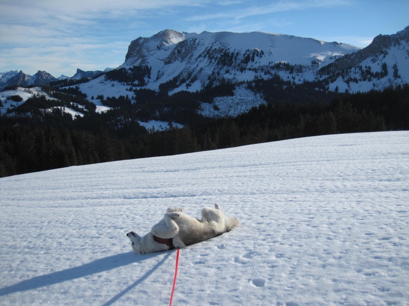 Nouvelles courses de Saskia dans la neige - Page 2 713