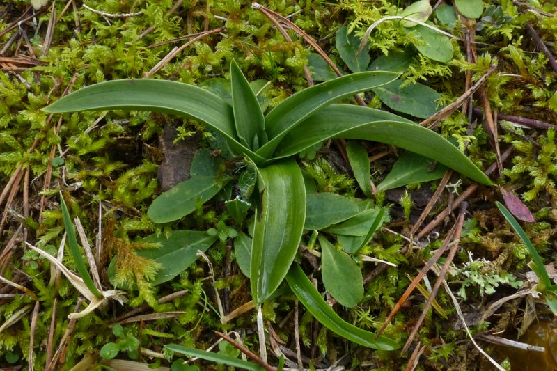 Premières rosettes du jardin Orchid38