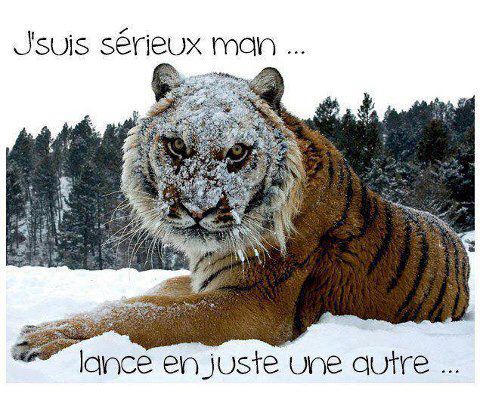 Humour en image ... - Page 6 Tigre10