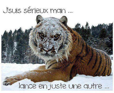 Humour en image ... - Page 5 Tigre10