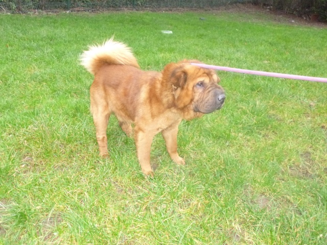 box 11 CARAMEL 3 ans xsharpei chow chow (62) REFUGE DE BETHUNE 04210110