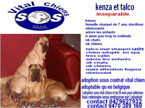 URGENT KENZA ET TALCO sharpei L ASSOCIATION VITAL CHIENS ASBL 46801_13