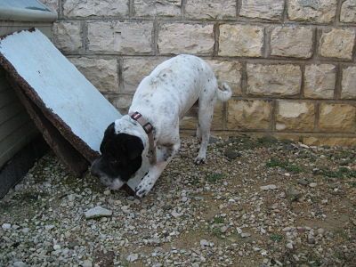 Cookie  2 ans (71) Spa de Chagny  500_b410