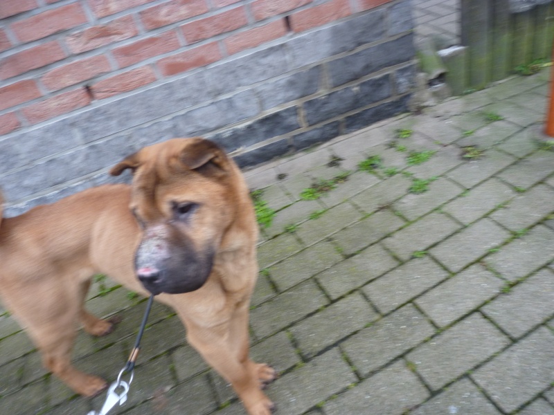 URGENT SHARPEI DE 5 ANS association Vital Chiens ASBL ( Belgique) P1070013