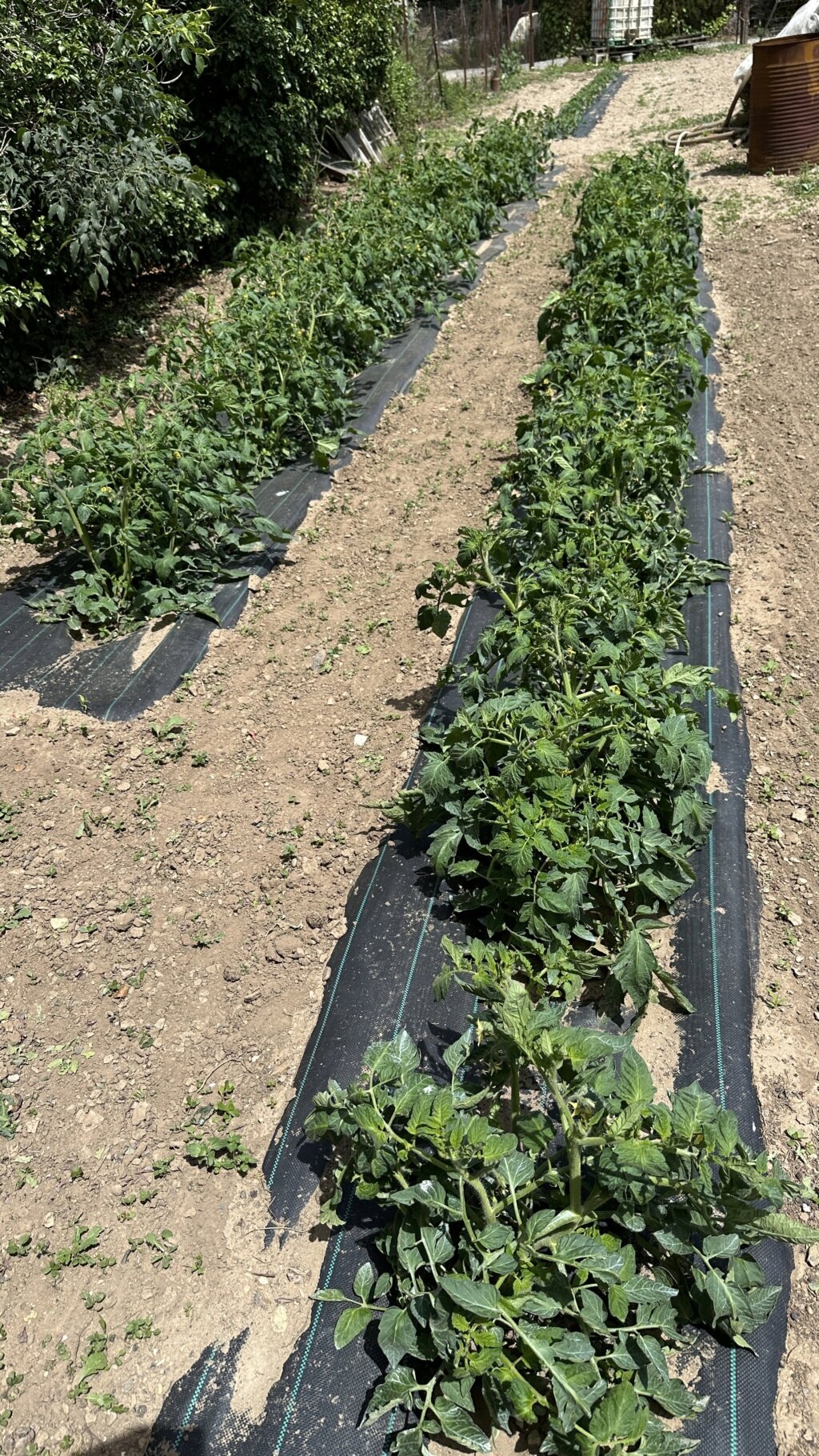 cette annee je plante des TOMATES DES CHAMPS Img_e416