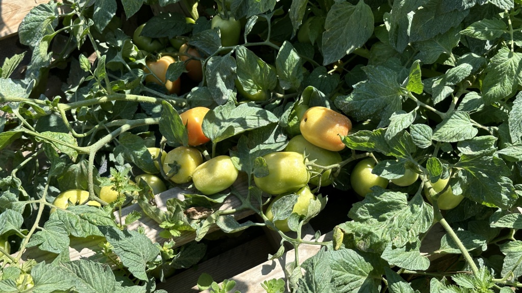 cette annee je plante des TOMATES DES CHAMPS Img_e422