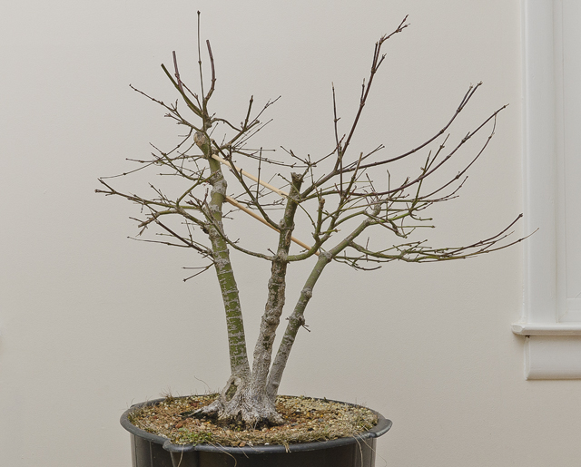 Medium sized - Clump style - Triple Trunk Japanese maple. before and after Small_29