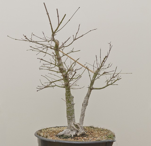 Medium sized - Clump style - Triple Trunk Japanese maple. before and after Small_30