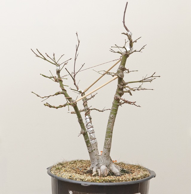 Medium sized - Clump style - Triple Trunk Japanese maple. before and after Small_31