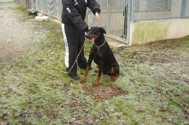 FLYDER Dobermann 250268500433950  P1140721