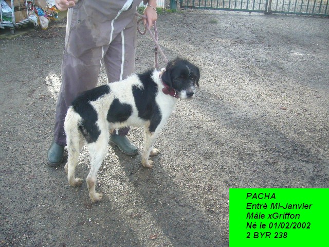 PACHA xGriffon 2BYR238 P1150036