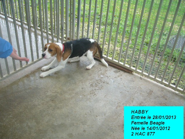 HABBY Femelle Beagle  P1150128