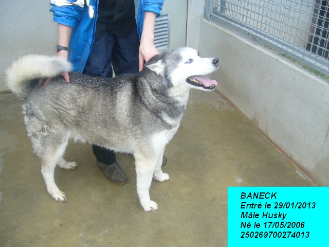 BANECK husky (m)né 17/05/2006/ REF:16 ADOPTE P1150139