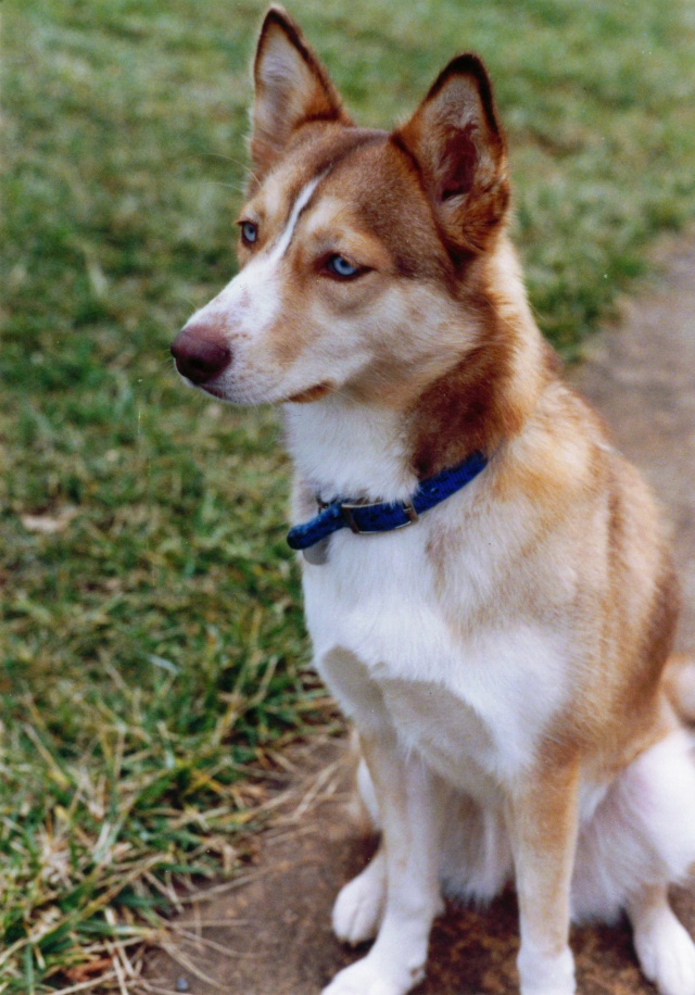 In memory of my beautiful Sandy - 1989-2007 Sandy_10