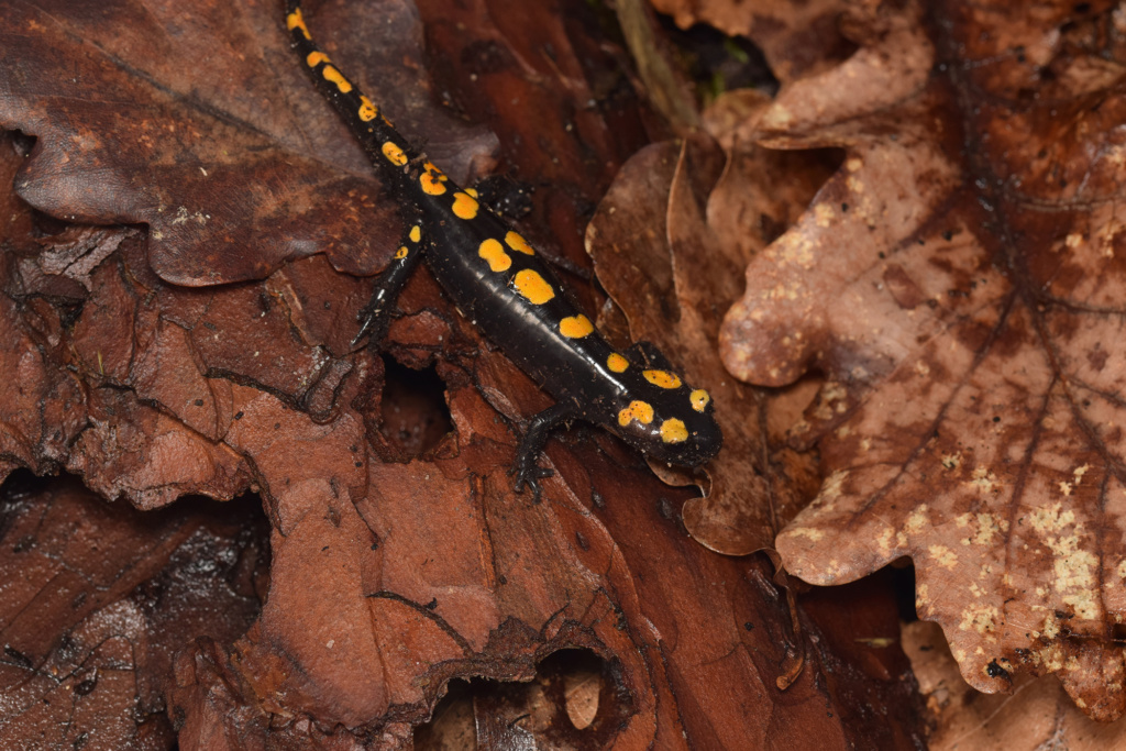 Salamandra algira splendens  Dsc_1811
