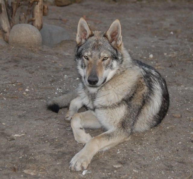 Pourquoi le loup ne peut il pas être domestiqué comme le chien ? - Page 2 18095810