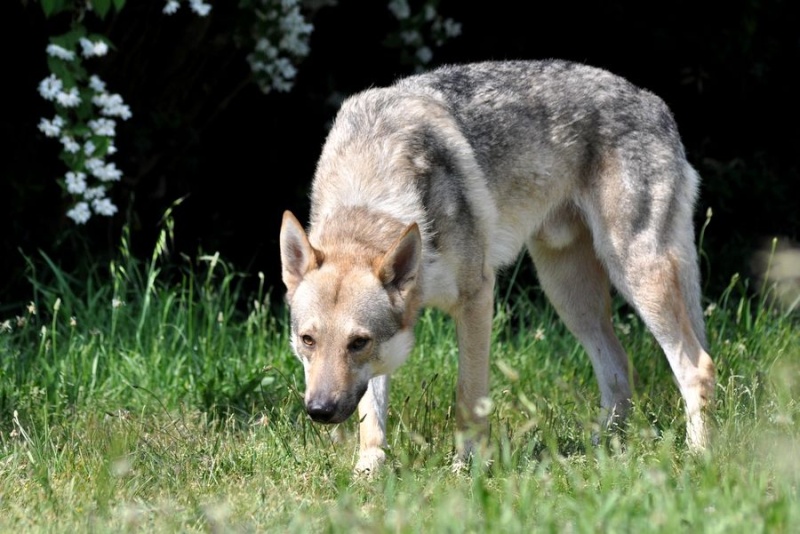 Pourquoi le loup ne peut il pas être domestiqué comme le chien ? - Page 2 Dsc_2610