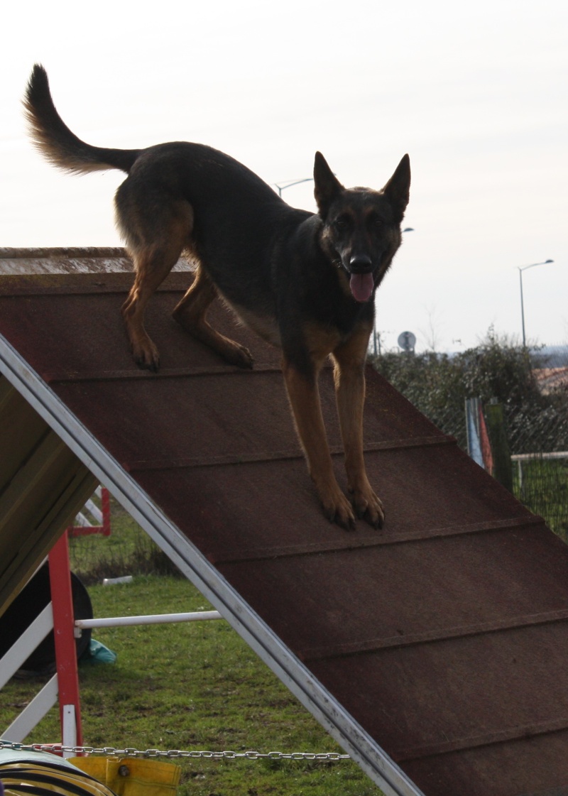 Easy à l'agility - Page 11 Img_4611