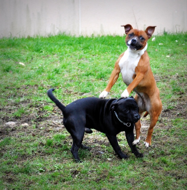 Flirtpole dans le jardin <3 Dsc_0242