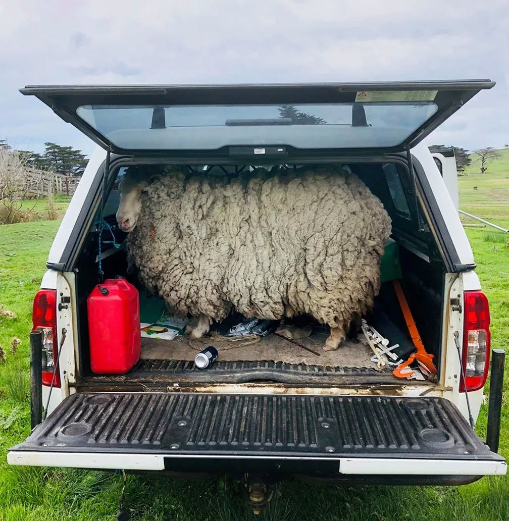 A incrível saga das ovelhas que estavam sem pastor Prickl10