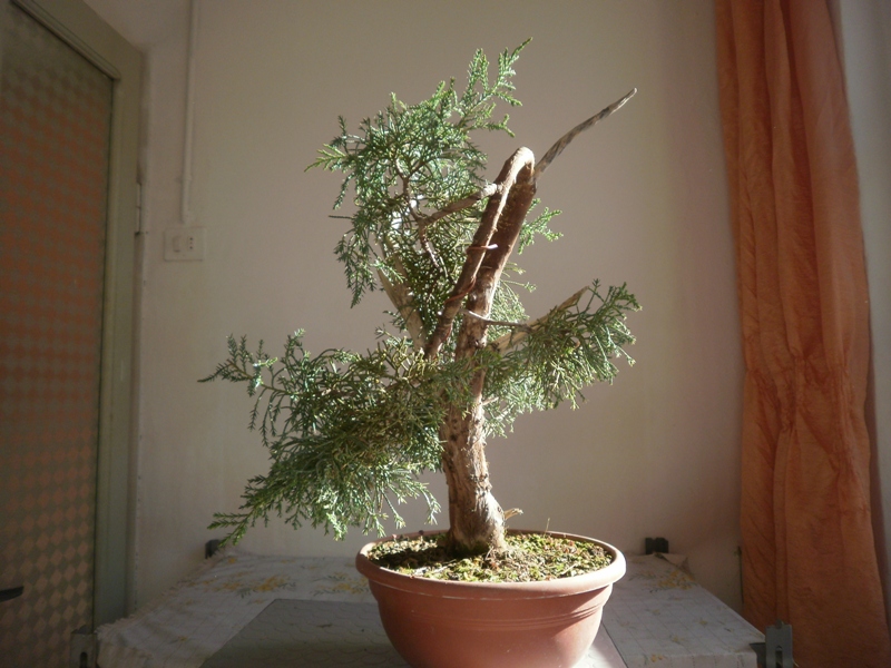 il mio Juniperus  - Pagina 2 Pc260019