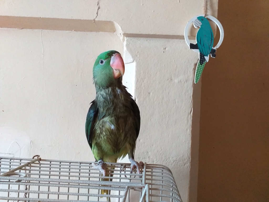 Concours photo n°14: Nos oiseaux prennent le bain 20190710
